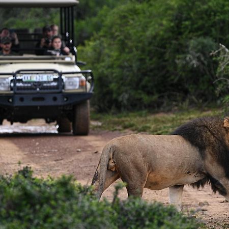 Addo Elephant Safari Lodge - Bellevue Forest Reserve Paterson Ngoại thất bức ảnh