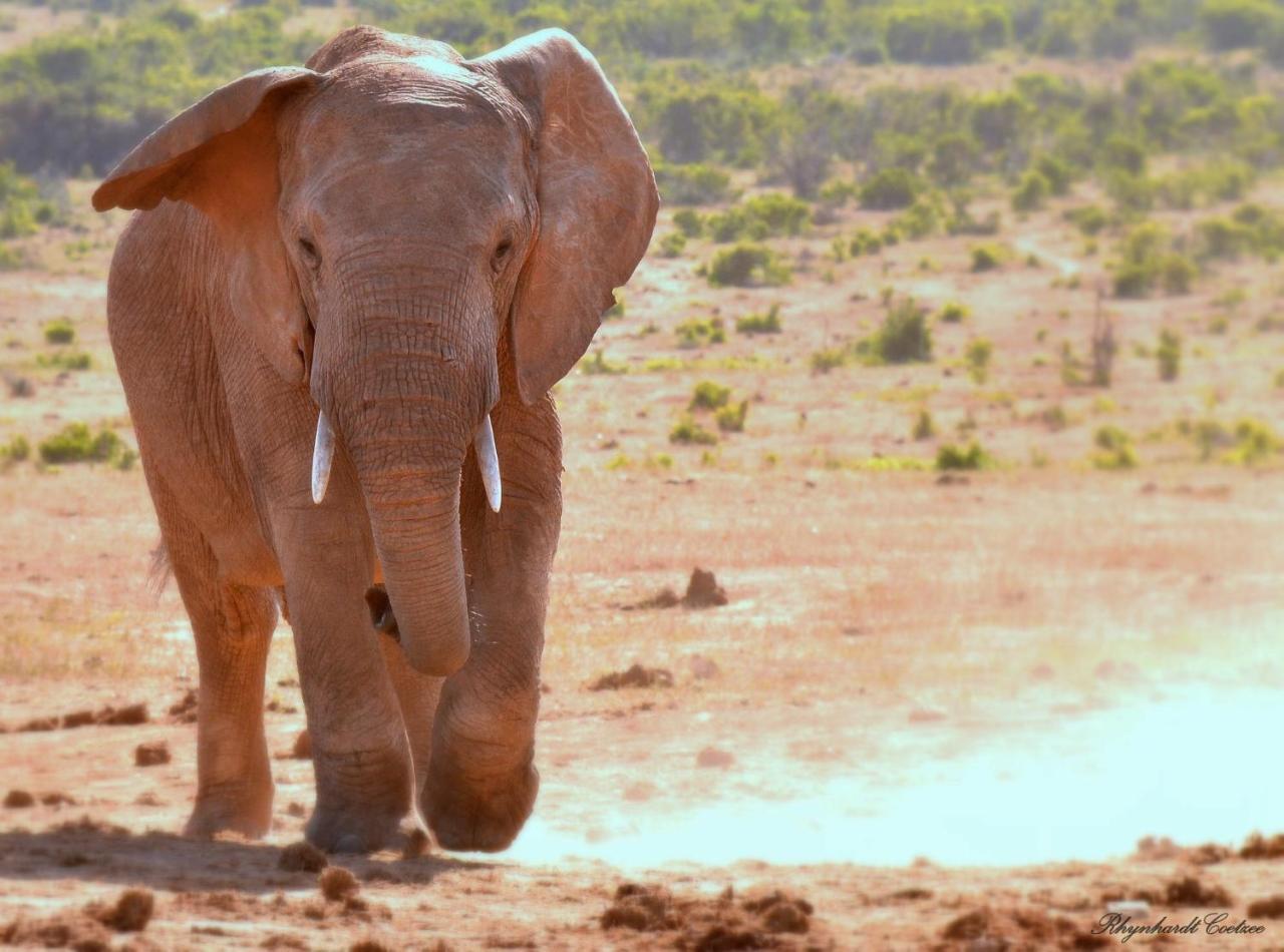 Addo Elephant Safari Lodge - Bellevue Forest Reserve Paterson Ngoại thất bức ảnh