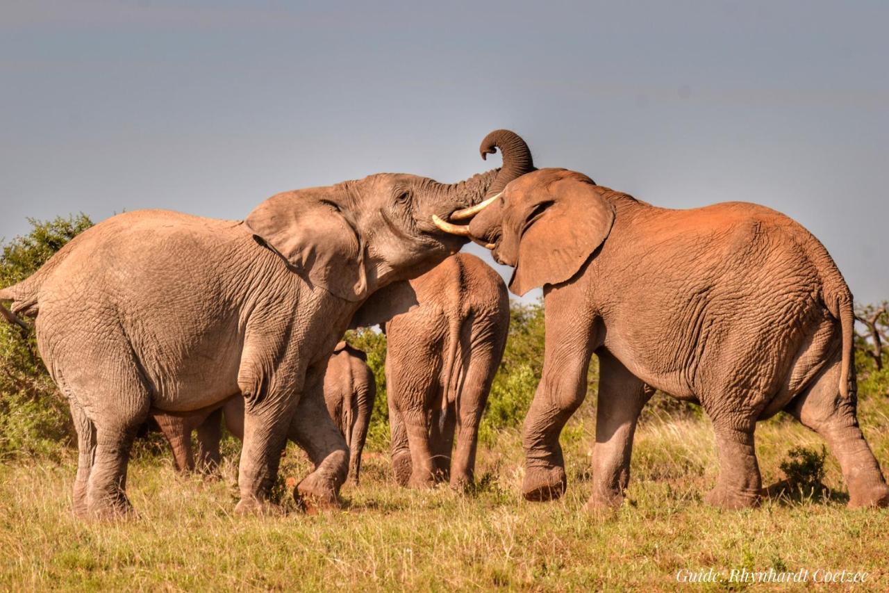 Addo Elephant Safari Lodge - Bellevue Forest Reserve Paterson Ngoại thất bức ảnh