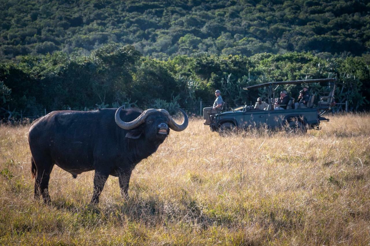 Addo Elephant Safari Lodge - Bellevue Forest Reserve Paterson Ngoại thất bức ảnh