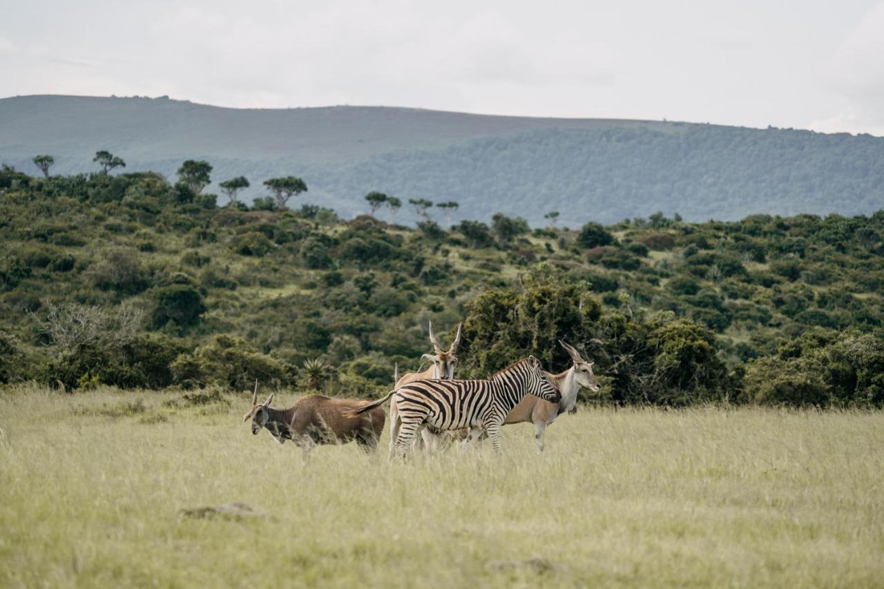 Addo Elephant Safari Lodge - Bellevue Forest Reserve Paterson Ngoại thất bức ảnh