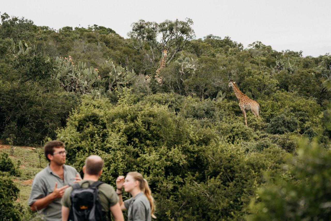 Addo Elephant Safari Lodge - Bellevue Forest Reserve Paterson Ngoại thất bức ảnh